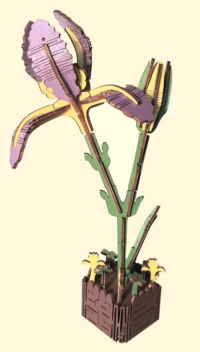 Schwertlilie