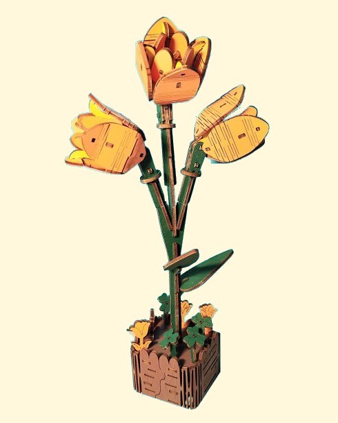 Tulpe